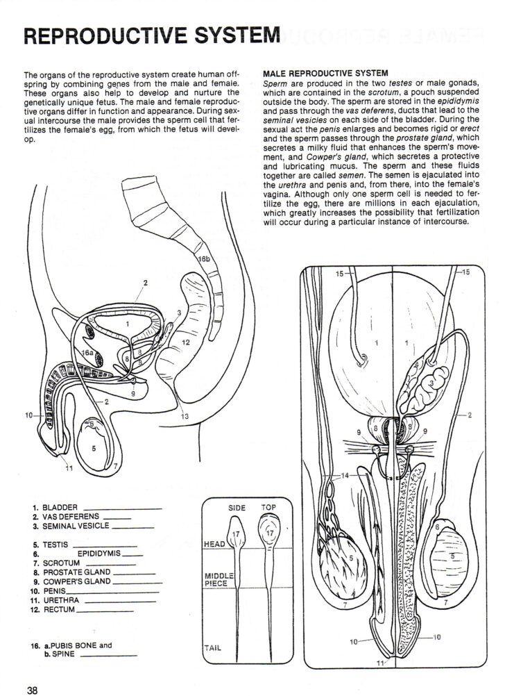 Male Reproductive Anatomy Worksheet