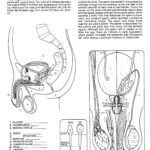 Male Reproductive Worksheet Printable Worksheets And Activities For