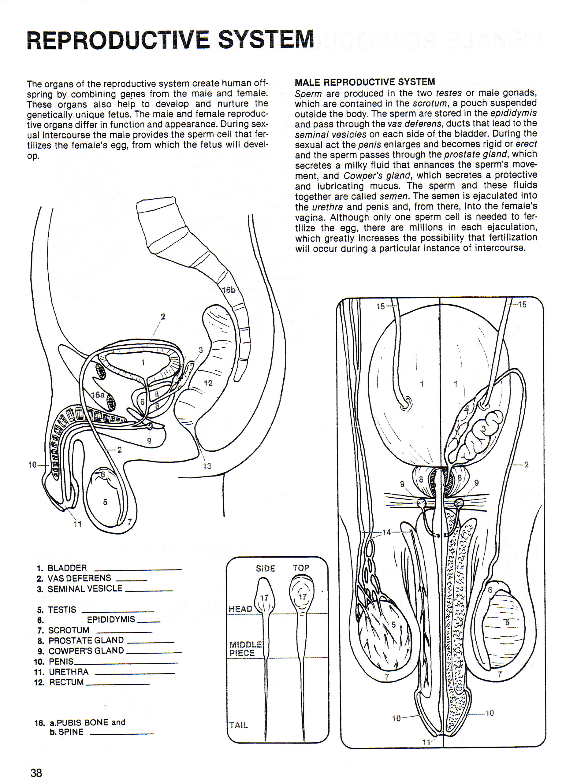 Male Reproductive Worksheet Printable Worksheets And Activities For 