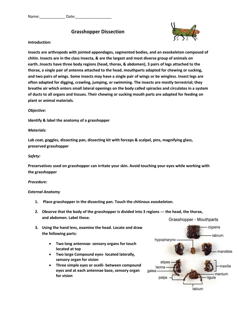 Maycintadamayantixibb Grasshopper Dissection Lab Worksheet Answer Key