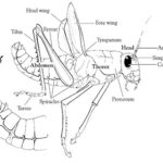 Maycintadamayantixibb Grasshopper Dissection Lab Worksheet Answer Key