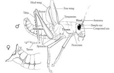 Maycintadamayantixibb Grasshopper Dissection Lab Worksheet Answer Key