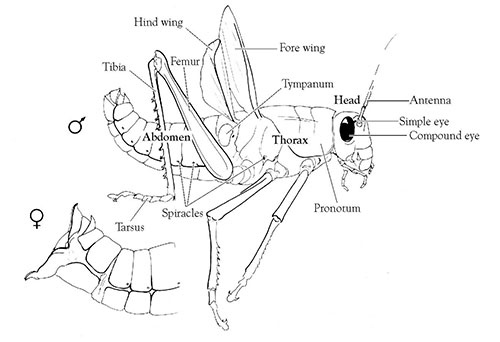 Maycintadamayantixibb Grasshopper Dissection Lab Worksheet Answer Key