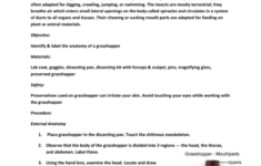 Maycintadamayantixibb Grasshopper Dissection Lab Worksheet Answer Key