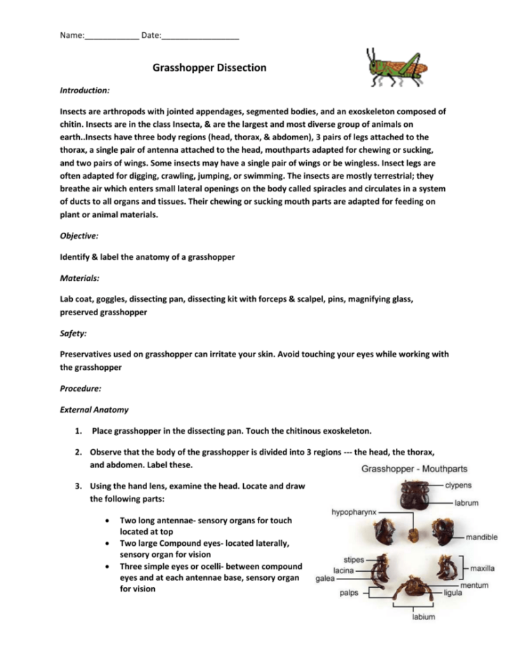 Grasshopper Anatomy Worksheet Answer Key