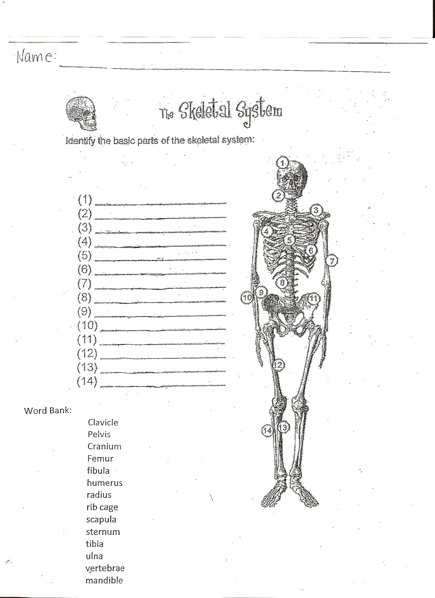 mckenna-mrs-home-page-anatomy-worksheets