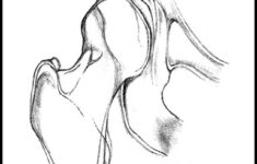 Meet Your Body Dance Anatomy