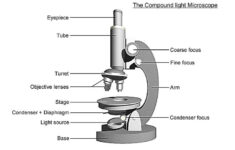 Microscope Labeling Worksheet 42 New Microscope Labeling Thinglink