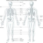 Microscopic Anatomy Of Skeletal Muscle Coloring Worksheet Printable