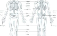 Microscopic Anatomy Of Skeletal Muscle Coloring Worksheet Printable