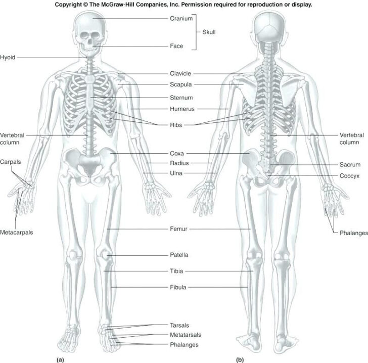 Microscopic Anatomy Of Skeletal Muscle Coloring Worksheet Printable