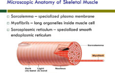 Microscopic Anatomy Of Skeletal Muscle Worksheet Anatomy Diagram Book