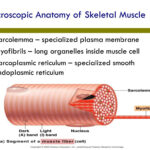 Microscopic Anatomy Of Skeletal Muscle Worksheet Anatomy Diagram Book
