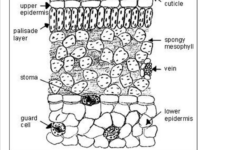 Miss Jeffrey s SBI3C Test Answers