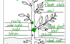 Miss Jeffrey s SBI3C Test Answers