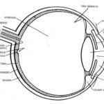 Module 1 Labeled Diagram Of The Eye Diagram Of The Eye Dot