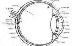Module 1 Labeled Diagram Of The Eye Diagram Of The Eye Dot