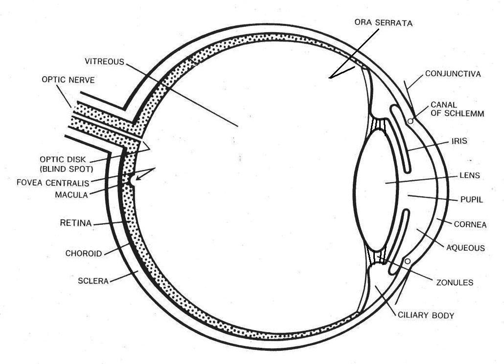 Module 1 Labeled Diagram Of The Eye Diagram Of The Eye Dot 