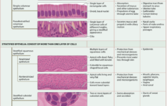 Module 4 2 Epithelial Tissues Basic Anatomy And Physiology Anatomy