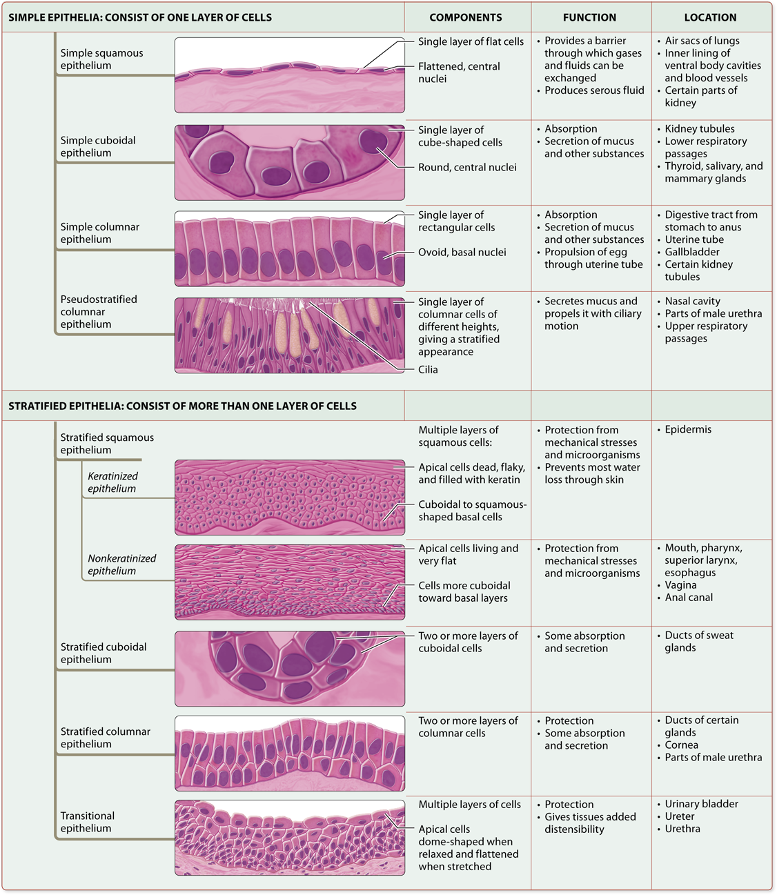 Module 4 2 Epithelial Tissues Basic Anatomy And Physiology Anatomy 