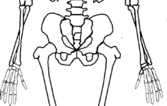 Montessori Workjobs Montessori Nomenclature FREE Human Skeleton 3 Part