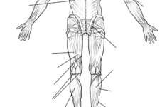 Muscle Anatomy Flash Cards And Muscles Of Face Anatomy Flashcards