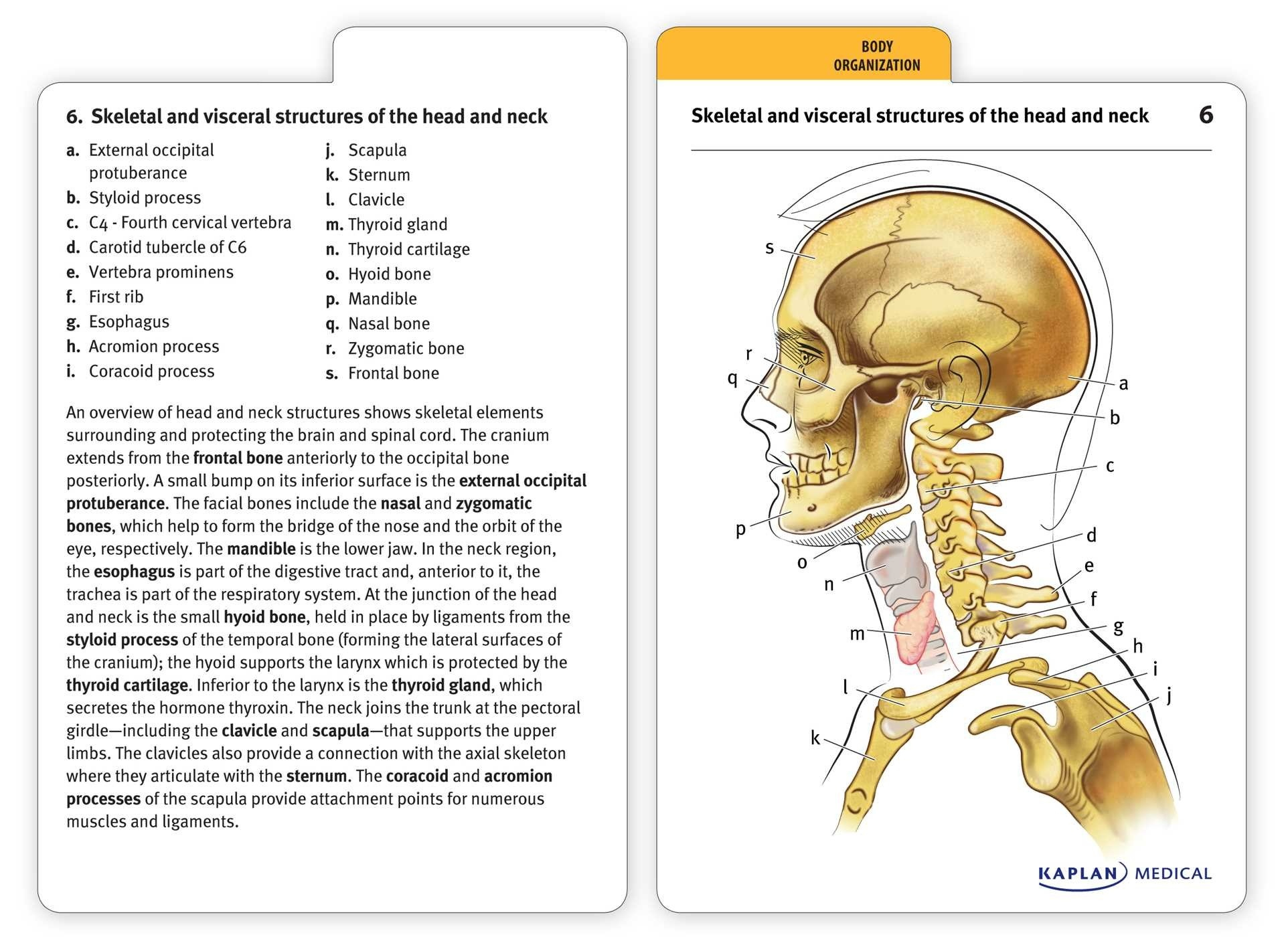  Anatomy And Physiology Flash Cards Free Printable Anatomy Worksheets