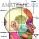 Muscle Anatomy Flash Cards And Muscles Of Face Anatomy Flashcards