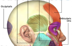 Muscle Anatomy Flash Cards And Muscles Of Face Anatomy Flashcards