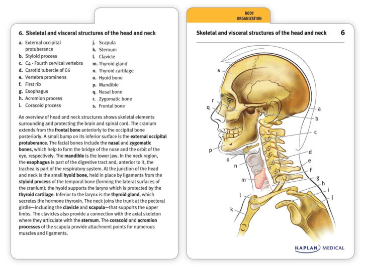 Anatomy Flashcards Printable
