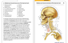 Muscle Anatomy Flash Cards And Muscles Of Face Anatomy Flashcards