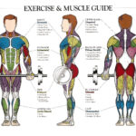 Muscle Anatomy Workout Image Muscle Anatomy Body Muscle Anatomy