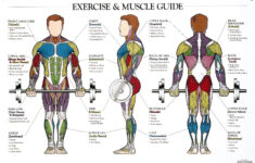 Muscle Anatomy Workout Image Muscle Anatomy Body Muscle Anatomy