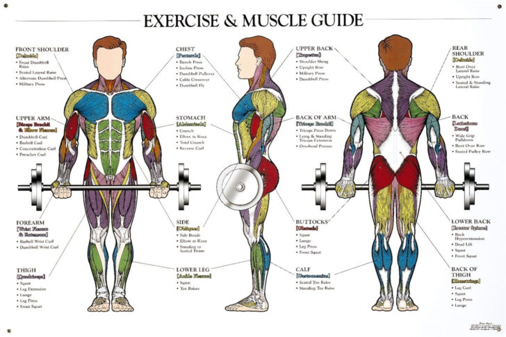 Muscle Group Diagram Printable
