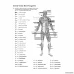 Muscle Anatomy Worksheets 99Worksheets
