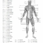 Muscle Blank Drawing Google Muscle Diagram Anatomy And