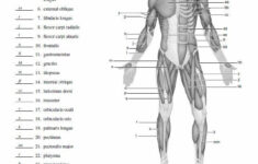 Muscle Blank Drawing Google Muscle Diagram Anatomy And