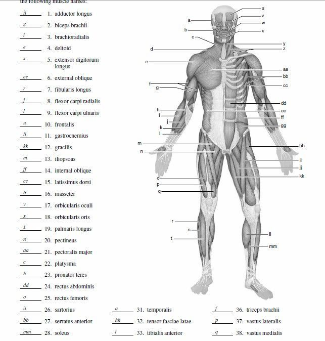 Gross Anatomy Of The Muscular System Worksheet