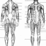 Muscle Coloring Pages Anatomy Awesome Muscular System Coloring Pages