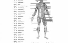 Muscle Names Labeled 11 4 Identify The Skeletal Muscles And Give