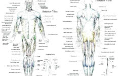 Muscle Names Worksheet Intro To Fitness Muscles Worksheet Fill In The