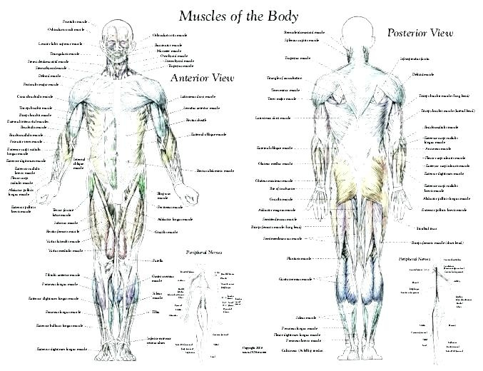 Muscle Names Worksheet Intro To Fitness Muscles Worksheet Fill In The 