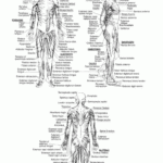 Muscles Skeletal System Worksheet Muscular System Human Skeletal System
