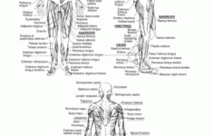 Muscles Skeletal System Worksheet Muscular System Human Skeletal System