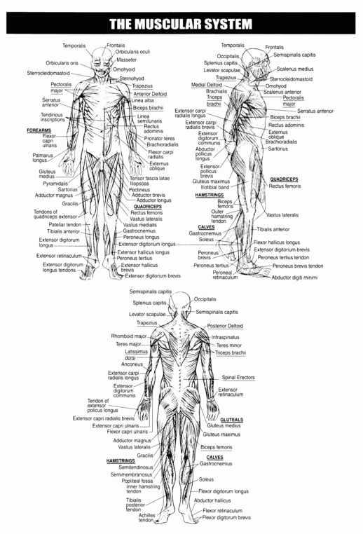 Muscles Skeletal System Worksheet Muscular System Human Skeletal System
