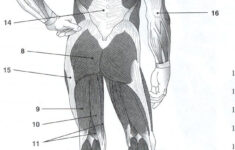 Muscles To Label Google Search Human Anatomy And Physiology