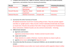 Muscles Worksheet Answers