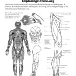 Muscular System Coloring And Labeling Bundle Downloadable Only