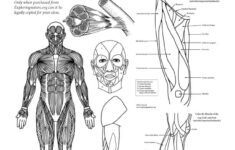 Muscular System Coloring And Labeling Bundle Downloadable Only