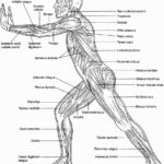 Muscular System Coloring Sheets Anatomy Coloring Book Anatomy